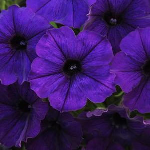 Petunia hybrida 'Starlet Blue'