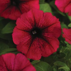 Petunia hybrida 'Starlet Burgundy'