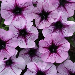 Petunia hybrida 'Starlet Lavender Star '19'