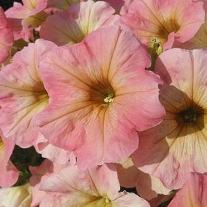 Petunia hybrida 'Starlet Pink Lemonade'