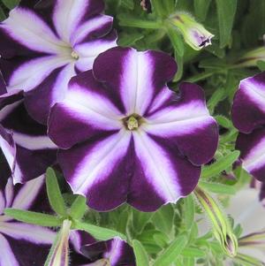 Petunia hybrida 'Starlet Purple Star'