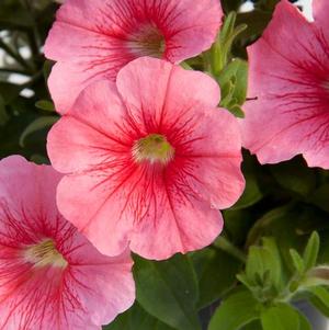 Petunia hybrida 'Starlet Salmon Red Vein'