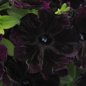 Petunia hybrida 'Starlet Velvet '20'