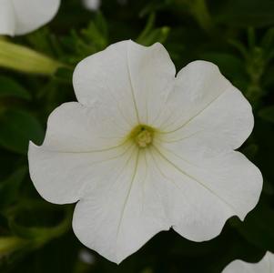 Petunia hybrida 'Starlet White'