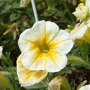 Petunia hybrida 'Starlet Yellow'