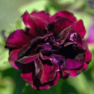 Petunia hybrida 'SweetSunshine Burgundy'