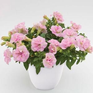 Petunia hybrida 'SweetSunshine Light Pink'