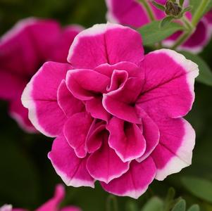 Petunia hybrida 'SweetSunshine Purple Picotee'