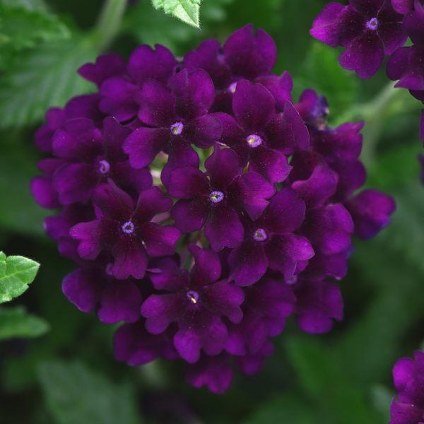 Verbena hybrida 'Lascar Black Velvet'