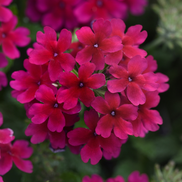 Verbena hybrida 'Lascar Burgundy'