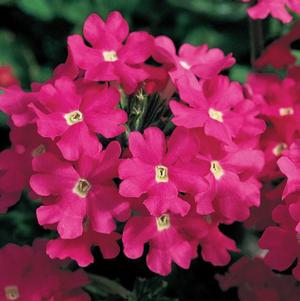 Verbena hybrida 'Lanai Deep Pink'