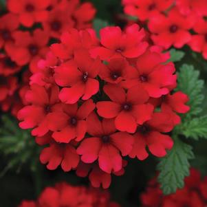 Verbena hybrida 'Lascar Dark Red'