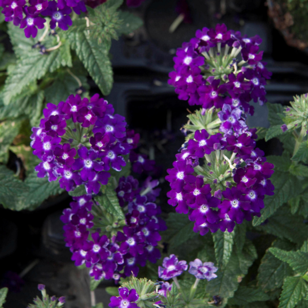 Verbena hybrida 'Lascar Dark Violet'