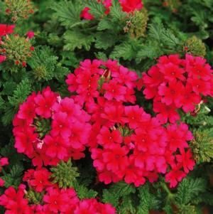 Verbena hybrida 'Lascar Hot Rose'