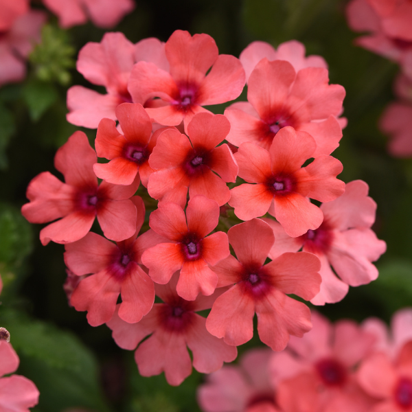 Verbena hybrida 'Lascar Mango Orange'