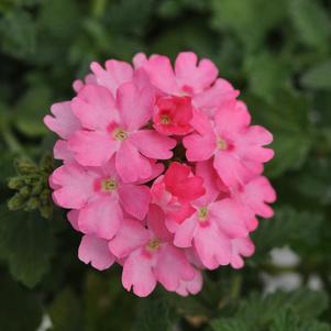 Verbena hybrida 'Lascar Pink'