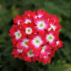 Verbena hybrida 'Lascar Red Rose'