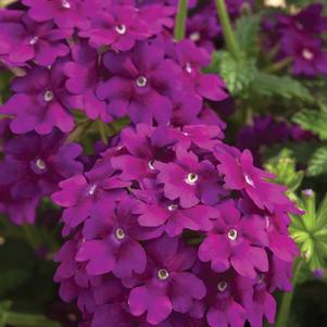 Verbena hybrida 'Lanai Deep Purple'