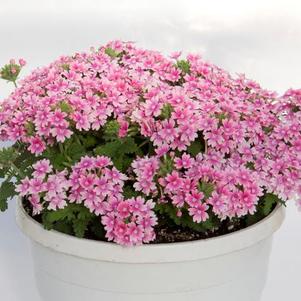 Verbena hybrida 'Pops Pink 19'