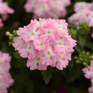 Verbena hybrida 'Pops Pink with Eye'