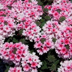 Verbena hybrida 'Pops Pink with Red Eye'