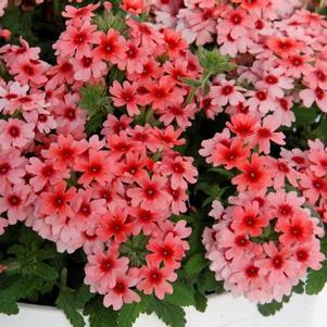 Verbena hybrida 'Pops Salmon with Red Eye'