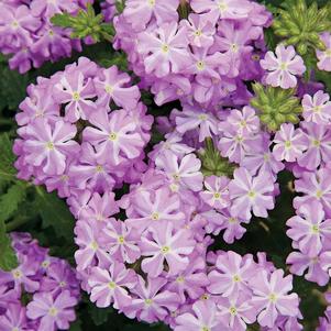 Verbena hybrida 'Lanai Lavender Star'