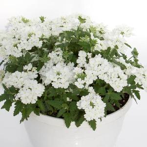 Verbena hybrida 'Pops White'