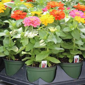 Zinnia dwarf elegans 'Magellan Mix'