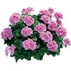 Geranium Zonal pelargonium zonale 'Americana Light Pink Splash'