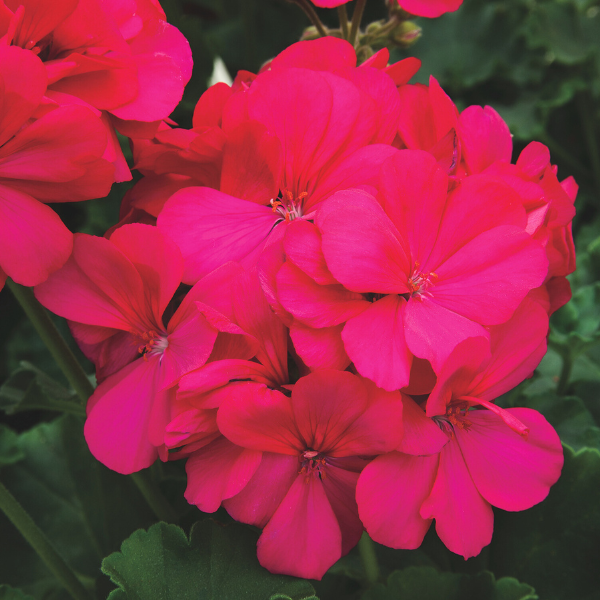 Geranium Interspecific pelargonium interspecific 'Calliope Medium Hot Pink'