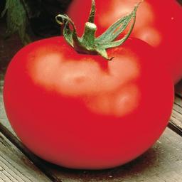 Weezie's Garden 'Tomato Better Boy'