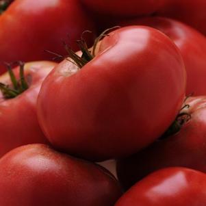 Weezie's Garden 'Tomato Brandywine Red'