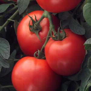 Weezie's Garden 'Tomato Early Girl'