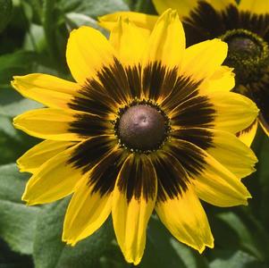 Rudbeckia hirta 'Denver Daisy'