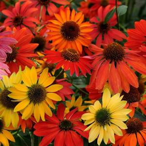 Echinacea hybrid 'Cheyenne Spirit Mix'