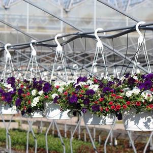 Summer Combos - Hanging Baskets 'Combo #01'