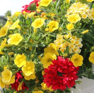 Summer Combos - Hanging Baskets 'Combo #02'