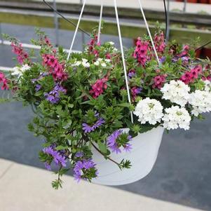 Summer Combos - Hanging Baskets 'Combo #03'