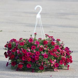 Summer Combos - Hanging Baskets 'Combo #04'