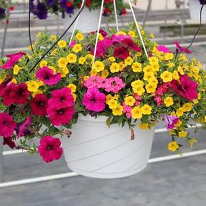 Summer Combos - Hanging Baskets 'Combo #05'