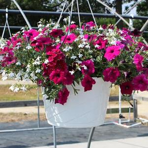 Summer Combos - Hanging Baskets 'Combo #07'