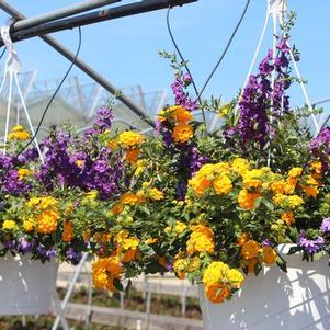 Summer Combos - Hanging Baskets 'Combo #08'