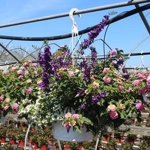 Summer Combos - Hanging Baskets 'Combo #10'