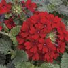 Verbena 'Lanai Red'