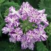 Verbena hybrida 'Lanai Upright Purple Mosaic'