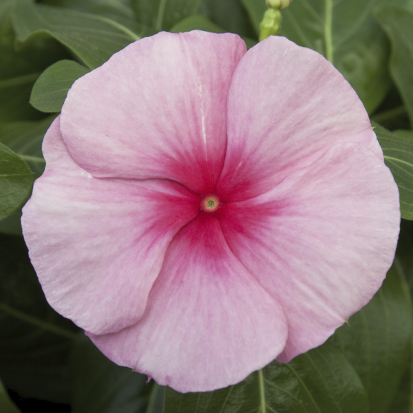 Vinca catharanthus roseus 'Cora Cascade Strawberry'