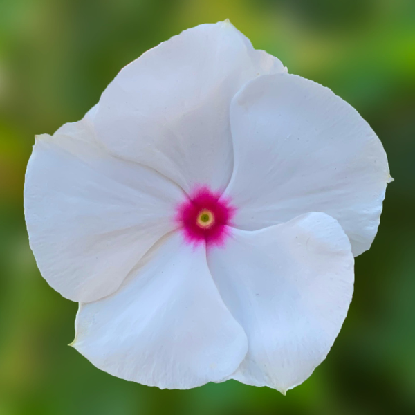 Vinca catharanthus roseus 'Cora Cascade Polka Dot'