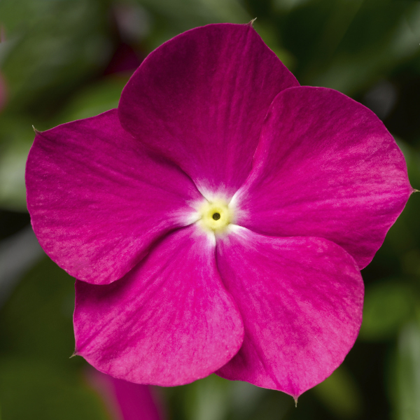 Vinca catharanthus roseus 'Cora Cascade Violet'