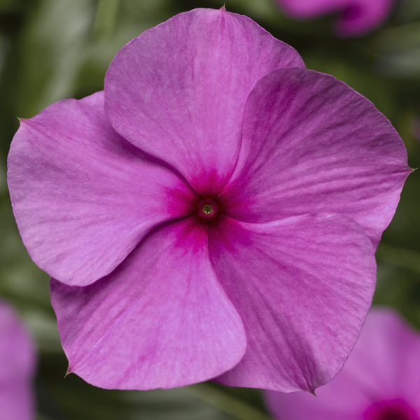 Vinca catharanthus roseus 'Cora Cascade Lilac'